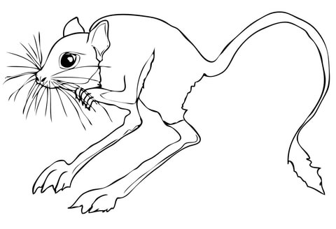 Desert Rodent Jerboa Coloring Page